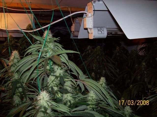 Plants106.jpg