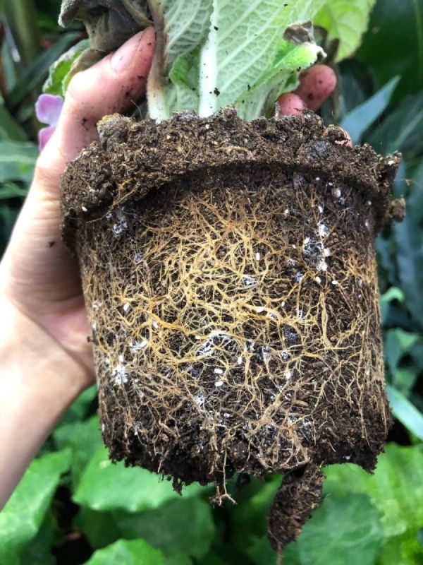 www.ukhouseplants.com