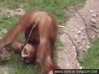 euLLaF9.gif