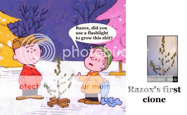 raxox.jpg