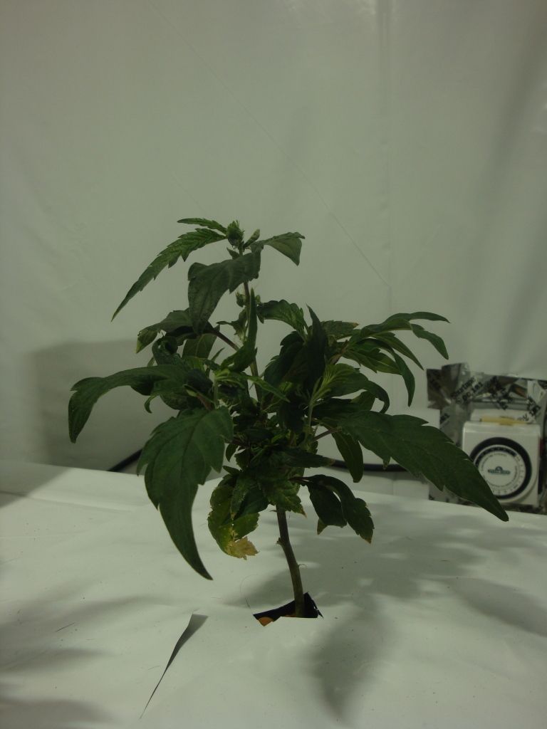 DSC04191.jpg