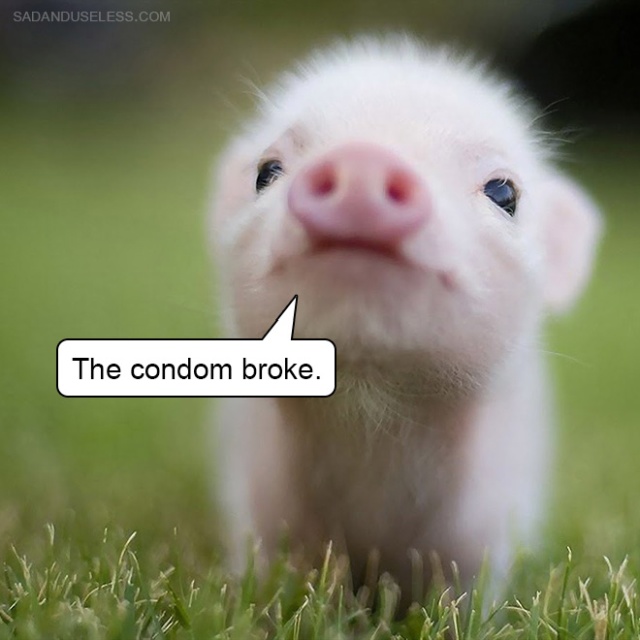 bad_news_baby_animals_18.jpg