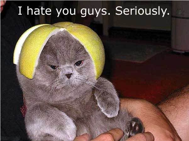 HILARIOUSfruitcat.jpg