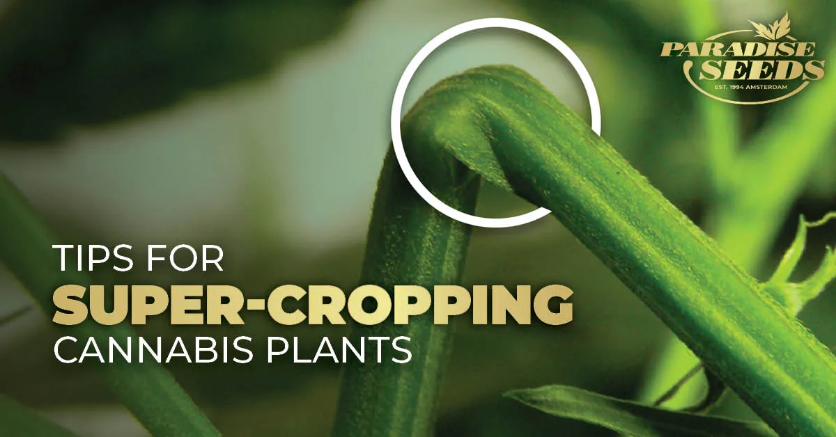 www.paradise-seeds.com