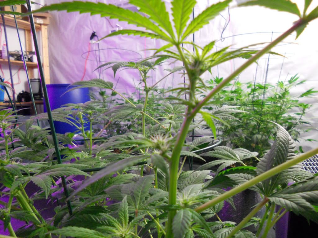 G13_Day24f_1.jpg