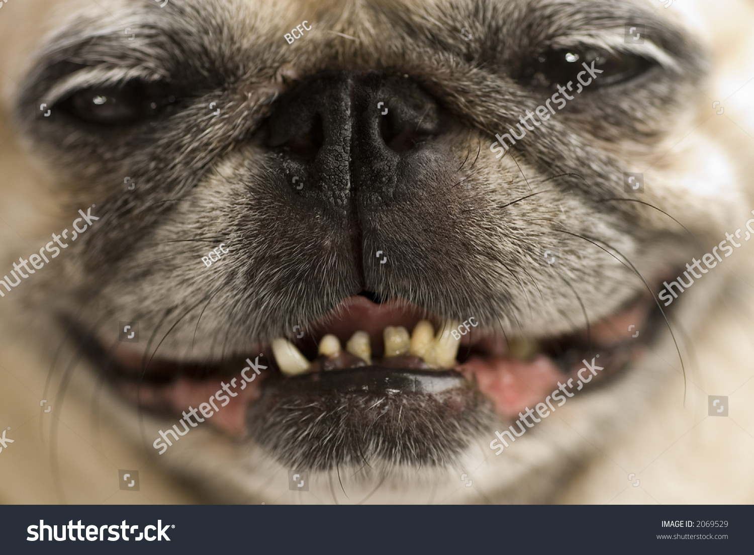 stock-photo-a-pug-with-a-cheeky-smile-2069529.jpg