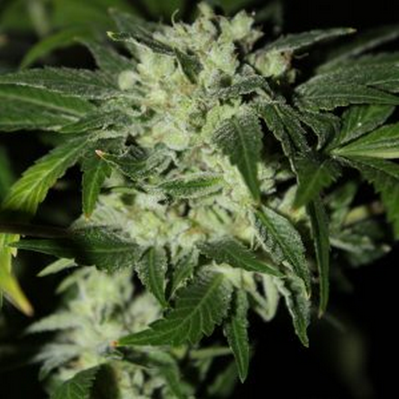 www.greatlakesgenetics.com