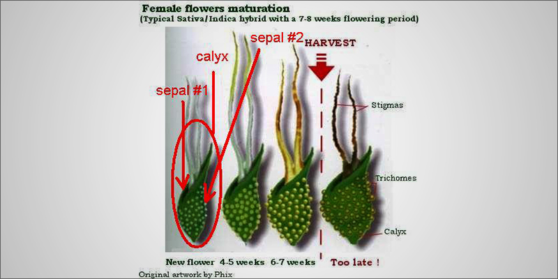 Cannabis_Calyxes_The_3.jpg