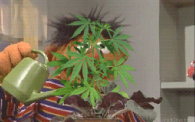 Image result for sesame street weed gif