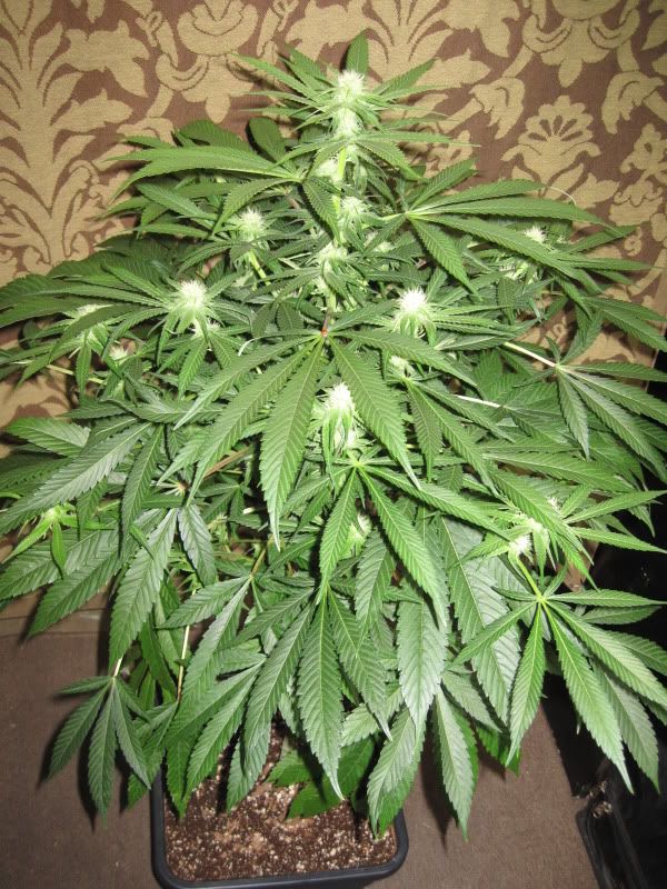 Q2_bushy_side1.jpg