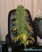Image result for huge marijuana bud
