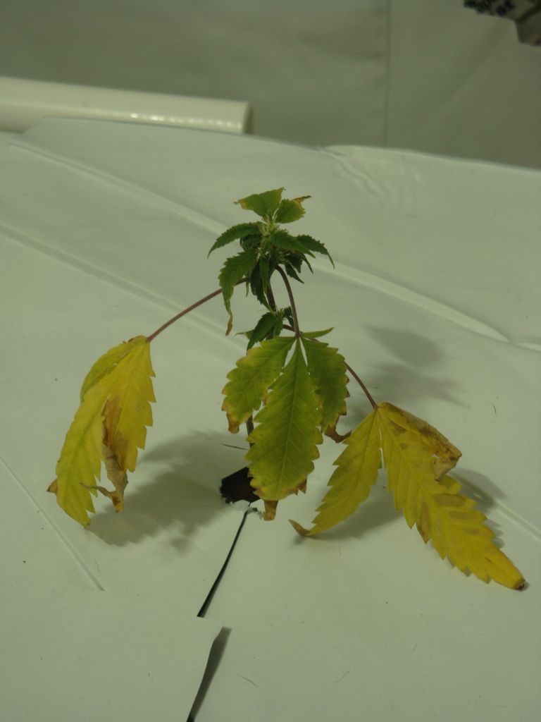 DSC03902.jpg