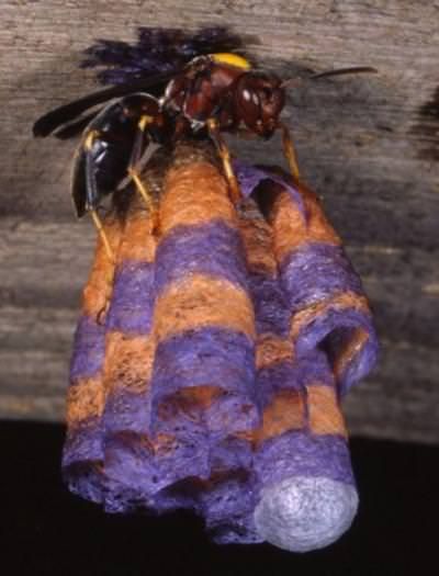 What happens when you give paper wasps colored construction paper ...