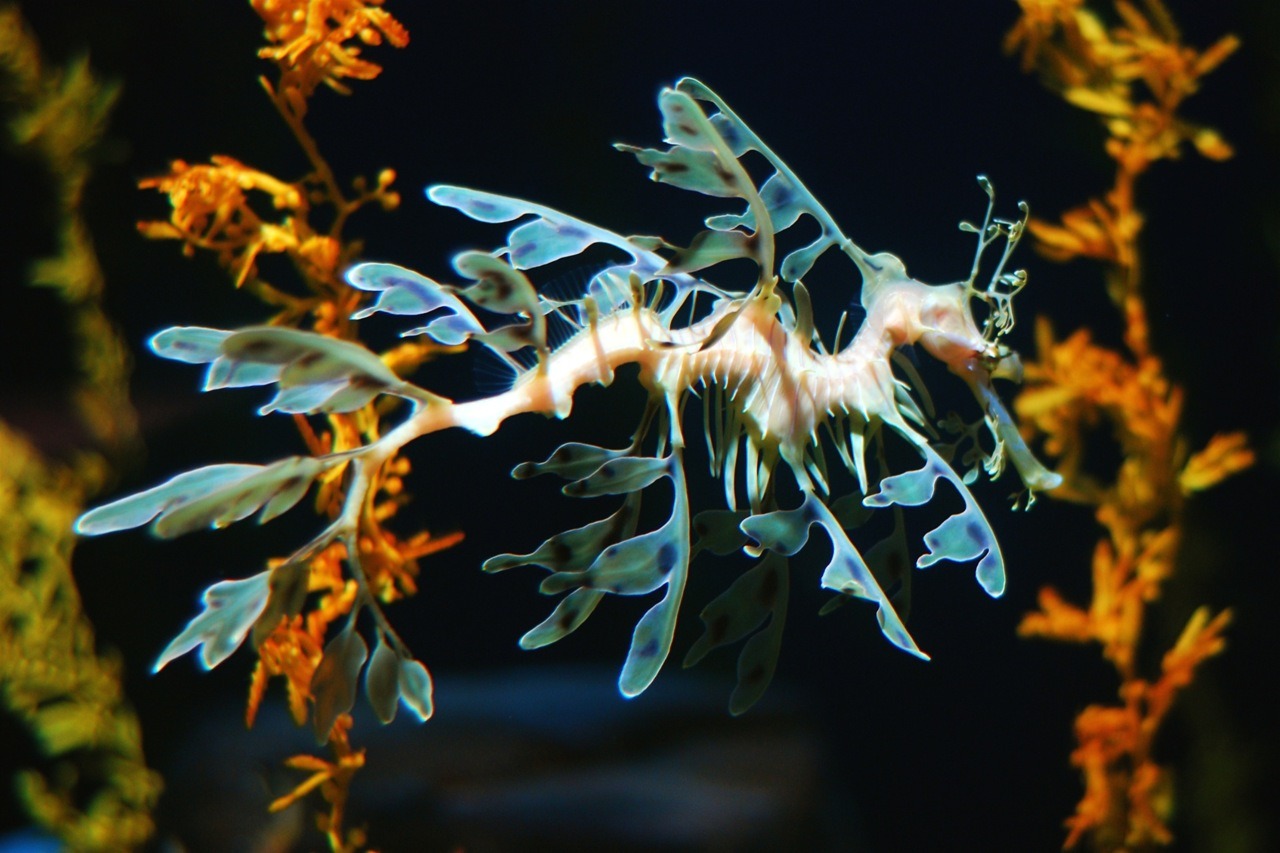 Image result for Leafy Seadragon gif
