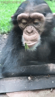 Image result for funny Bonobo gif
