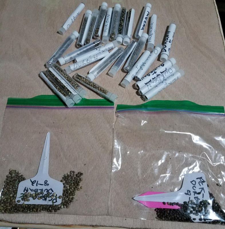 seeds127.jpg