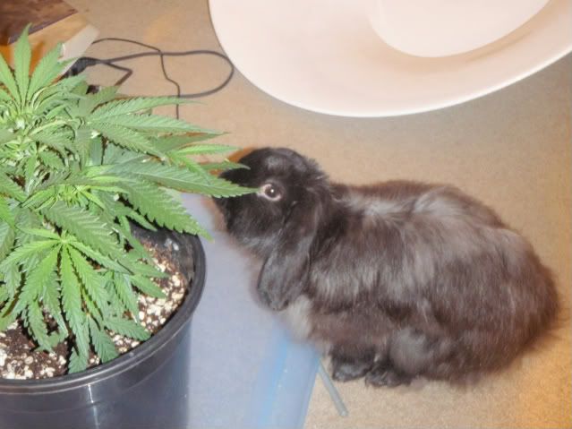 RascallyRabbit.jpg