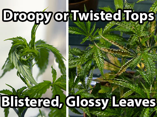 www.growweedeasy.com