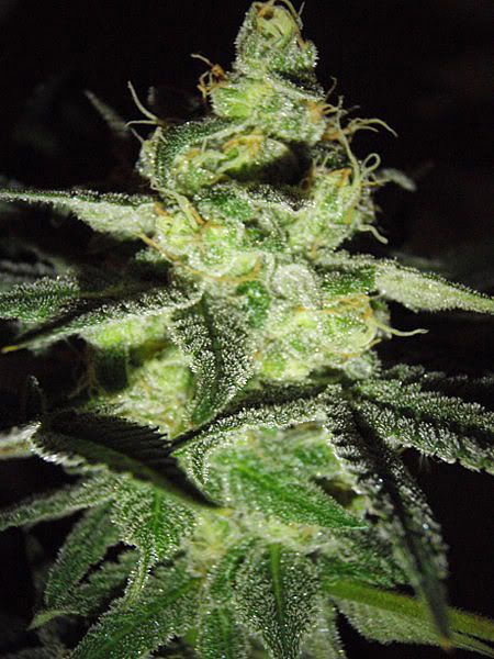 grandmasterweek74_450x600.jpg