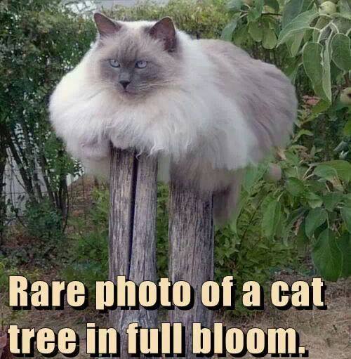 Funny-Animal-Memes---rare-cat-tree.jpeg