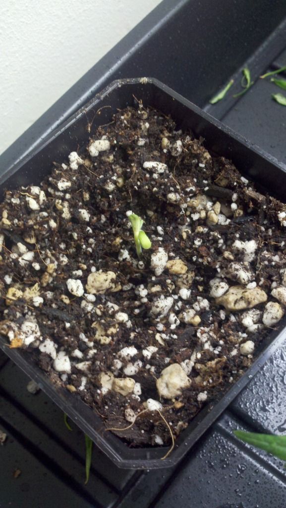 2012-01-12_07-33-17_377.jpg
