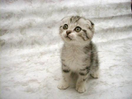 1166456861-too_cute_1.jpg