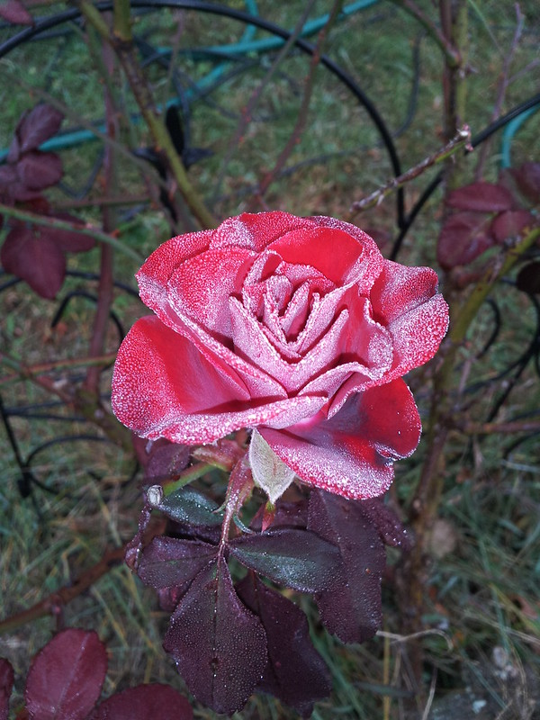 10316377385_248da3c305_c.jpg