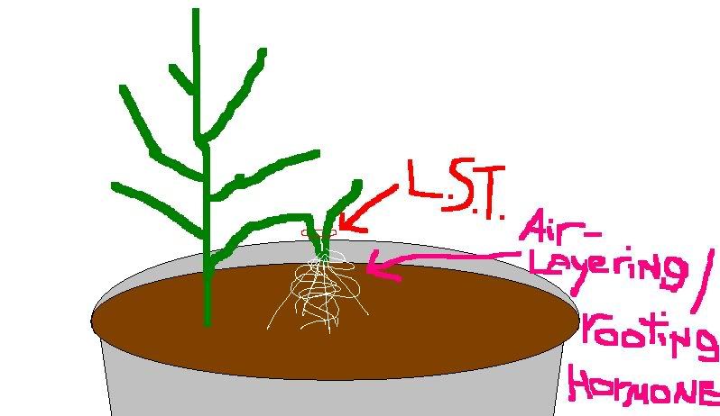 rooting.jpg