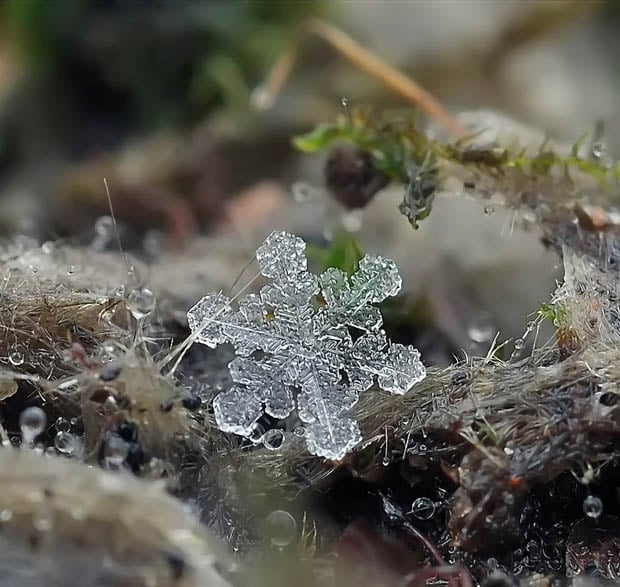 macrosnow-10.jpg