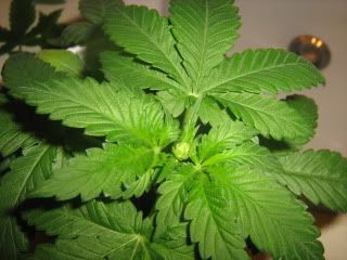 sprout001.jpg