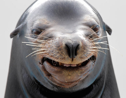 smiling-sealion.jpg