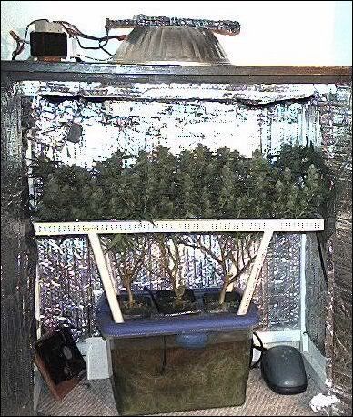 scrog_example2.jpg