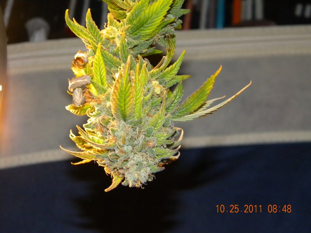 DSCN2968.jpg