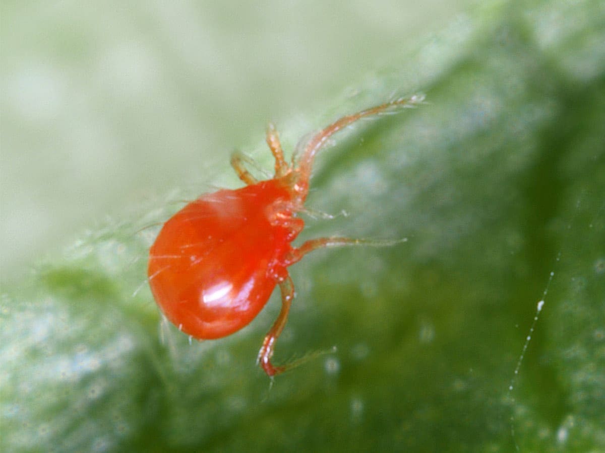 bugsforbugs.com.au