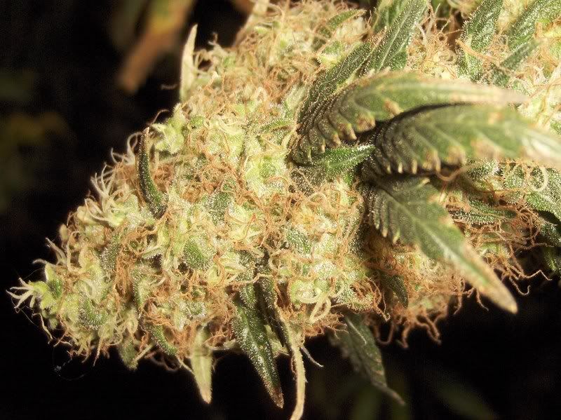 onedayb4flush018-1.jpg