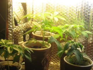 420002.jpg