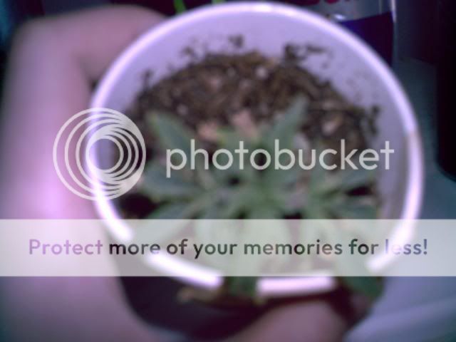 PIC00009.jpg