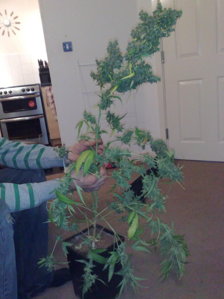trim009.jpg