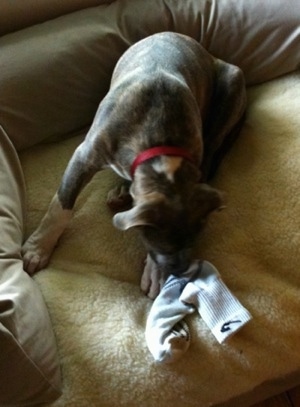 SpenerPitBullPuppy15WeeksStealSockDogBedDogs.JPG