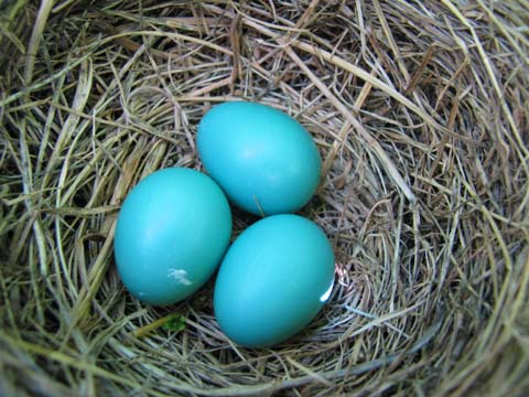 robin-eggs-blog.jpg