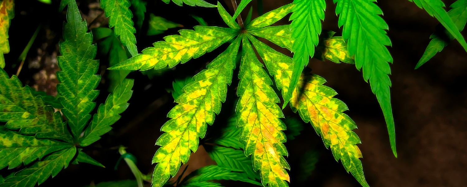growdiaries.com
