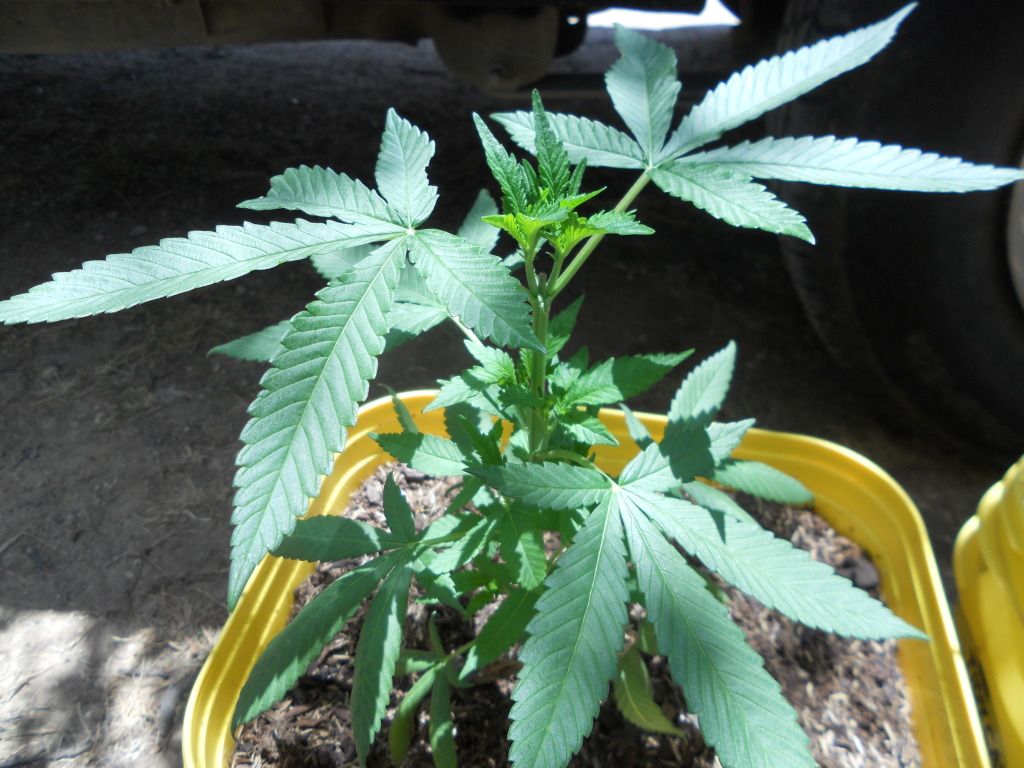 DSCN4904.jpg
