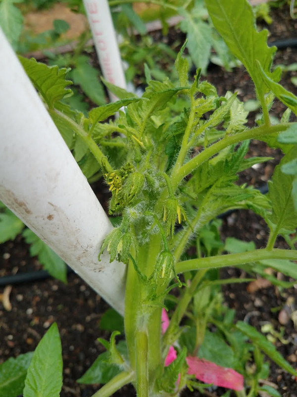 tomatofasciation3.jpg