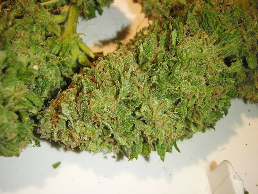 purplekush.jpg