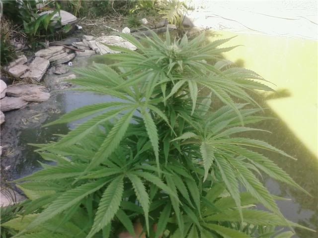 BUD2.jpg