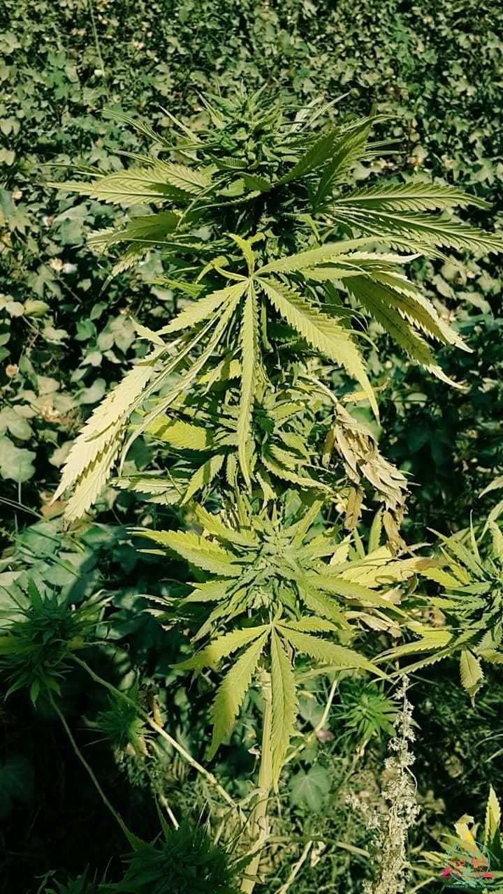 inoculatetheworld.com