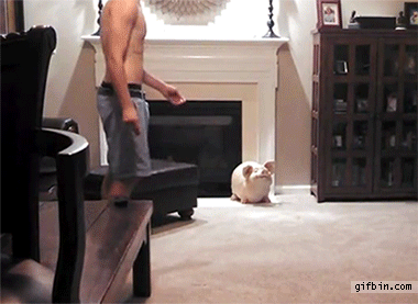 gifs_10.gif