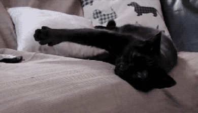 Black Cat Thumbs Down GIF - Find & Share on GIPHY