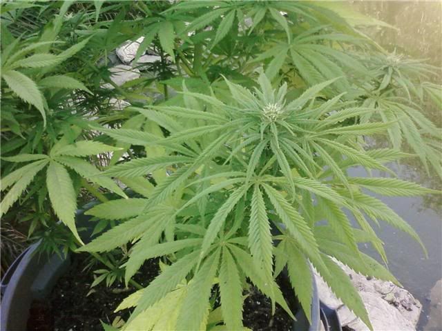 BUD3.jpg