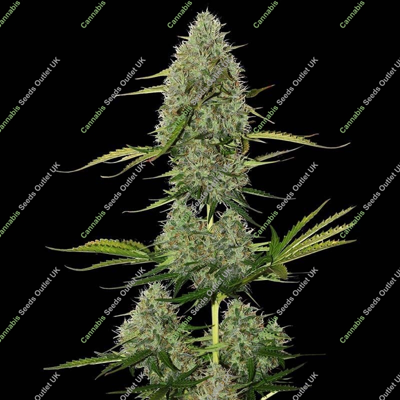 cannabis-seeds-outlet.co.uk